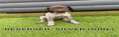 German Shorthaired Pointer 8