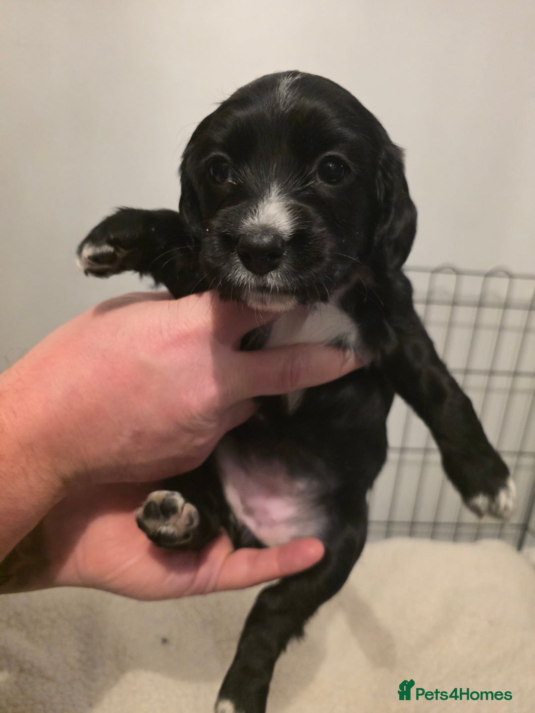 Cocker Spaniel dogs for sale: 6 cocker spaniel puppies  - Advert 20