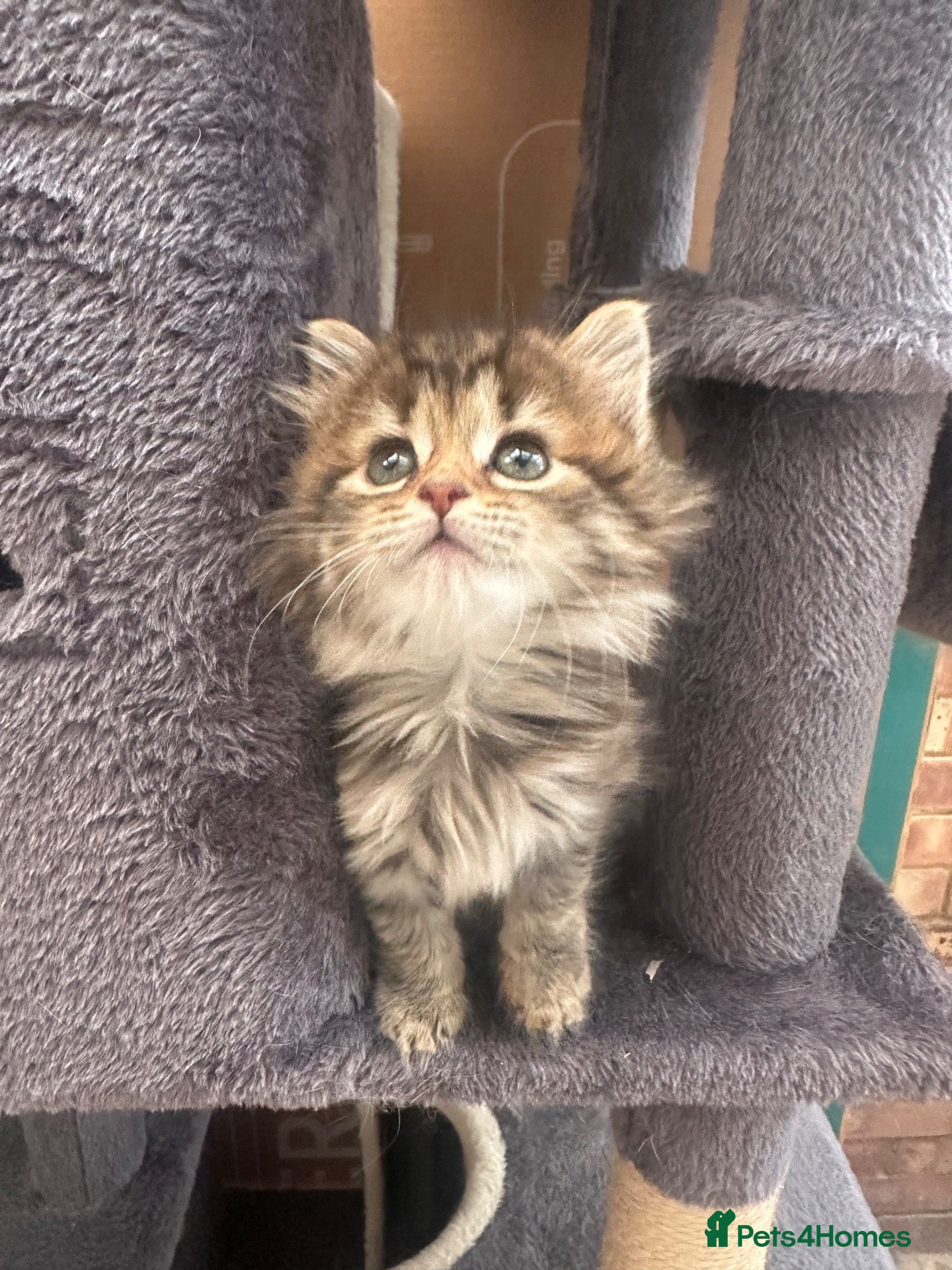 Norwegian Forest Cat cats Stunningly Adorable Norwegian Forest x Ragdoll  - Advert 2