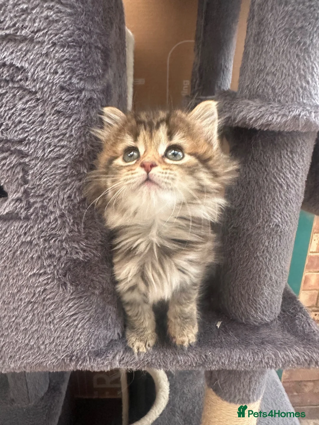 Norwegian Forest Cat cats for sale: Stunningly Adorable Norwegian Forest x Ragdoll  - Advert 2