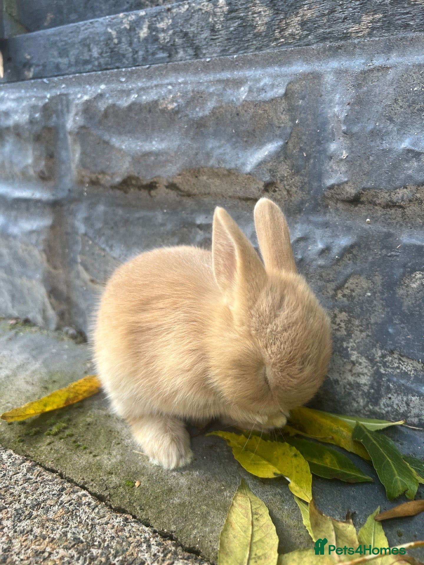 Netherland Dwarf rabbits 5 Netherland Dwarfs Baby Rabbits  - Advert 9