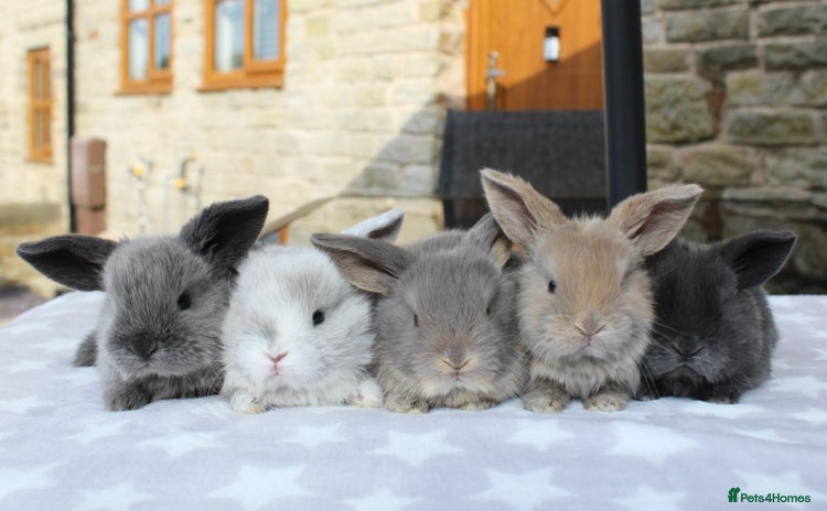 Mini Lop rabbits - Advert 2