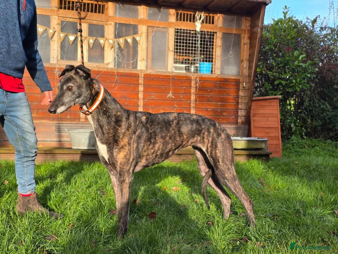 Greyhound dogs for adoption: Meet Cass  - Advert 2