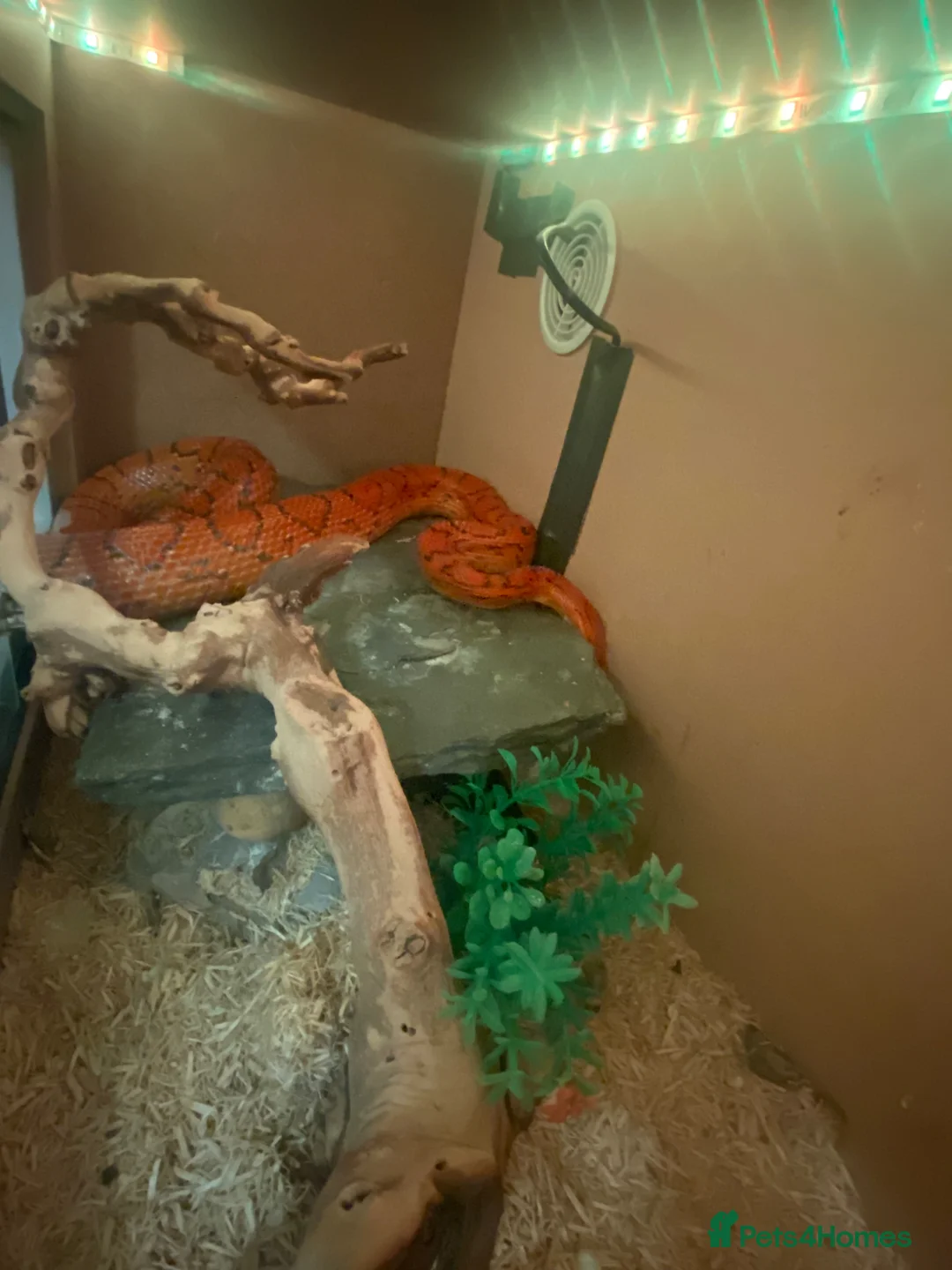 Corn Snake reptiles for sale: Corn snake in Newton Abbot - Advert 7