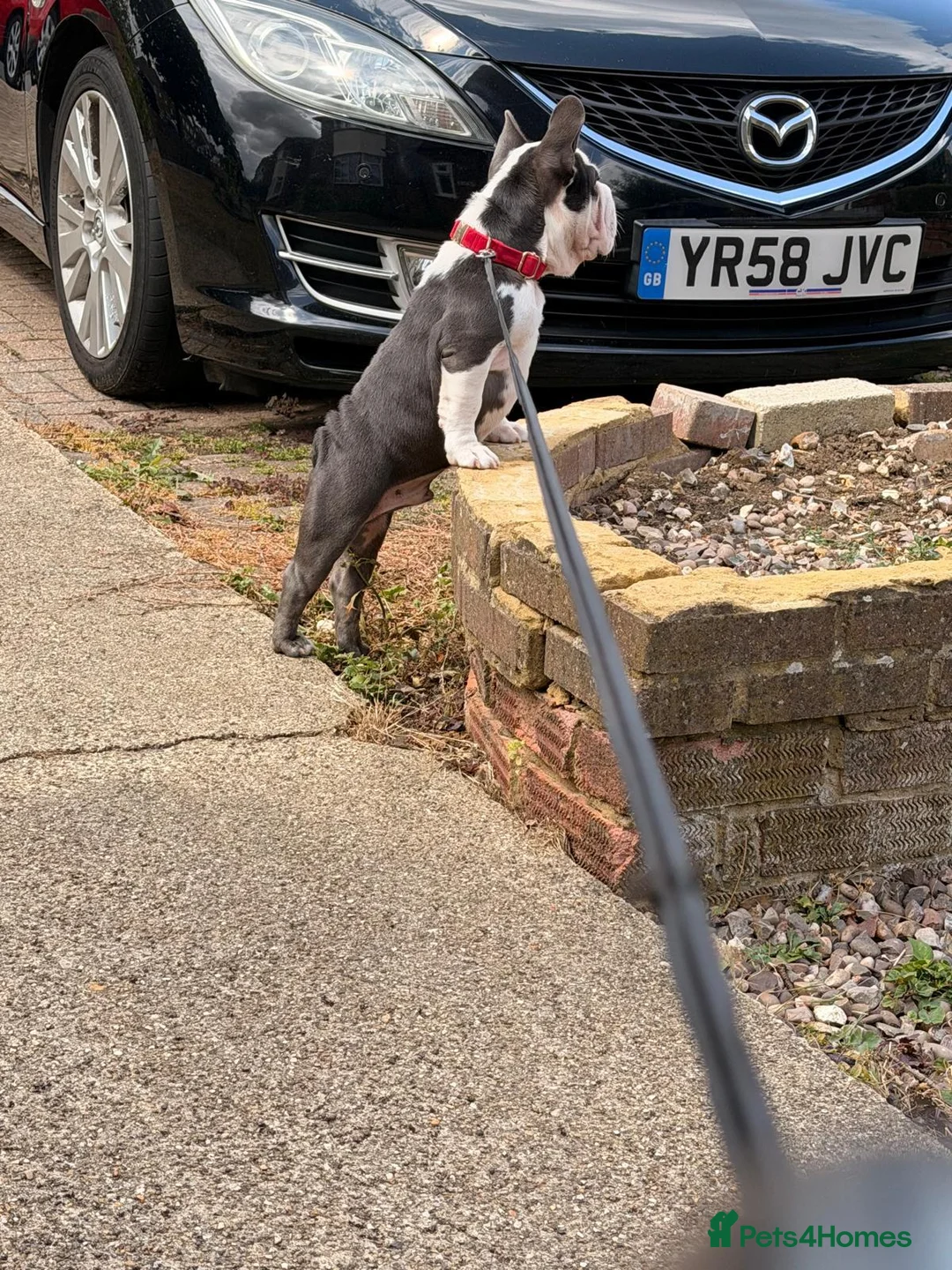 French Bulldog dogs for sale:  Mr Hugo - Advert 2