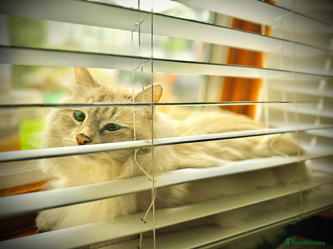 Siberian cats for sale:  3 Male Siberian Neva Masquerade Kittens - Advert 4