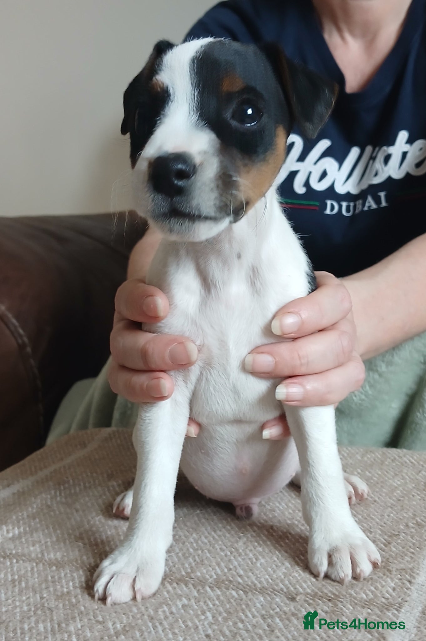 Parson Russell dogs Parson type jack Russell pups - Advert 1