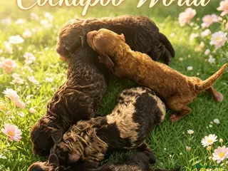 Cockapoo dogs DNA CLEAR,beautiful Cockapoos, Ready 5th November - Advert 11