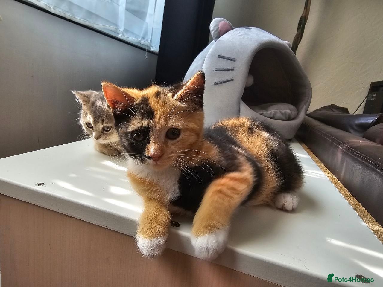 British Shorthair cats British Shorthair Female Kittens Only 1 Left!🩷 - Advert 1