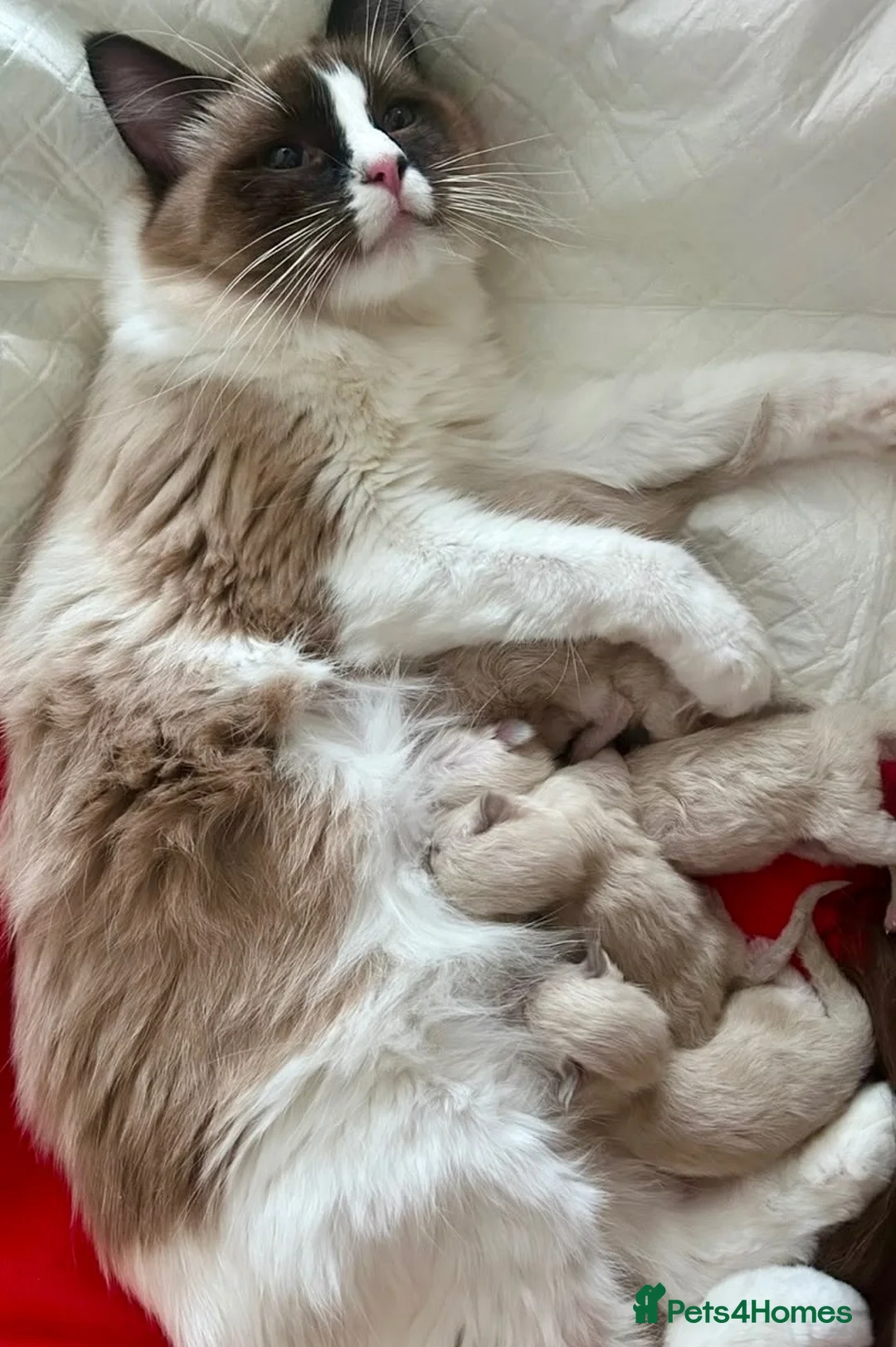 Ragdoll cats for sale: 🏵️Champion lines- Ragdoll kittens - Seal mitted  - Advert 1