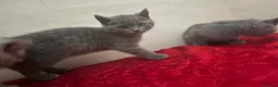 British Shorthair cats for sale: British sorthair - Advert 7
