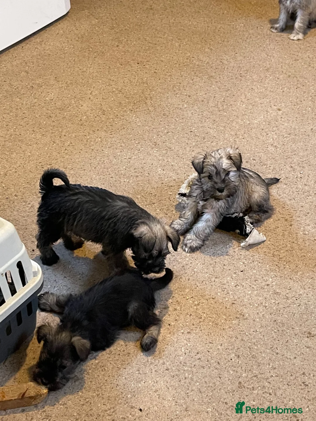 Mixed Breed dogs for sale: Wauzer pups for sale. - Advert 6