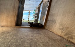Mixed Breed cats for sale: Mixed coloured 8week old kittens  - Image 6