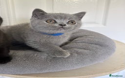 British Shorthair cats for sale: Gccf registered pedigrees kittens - Image 15
