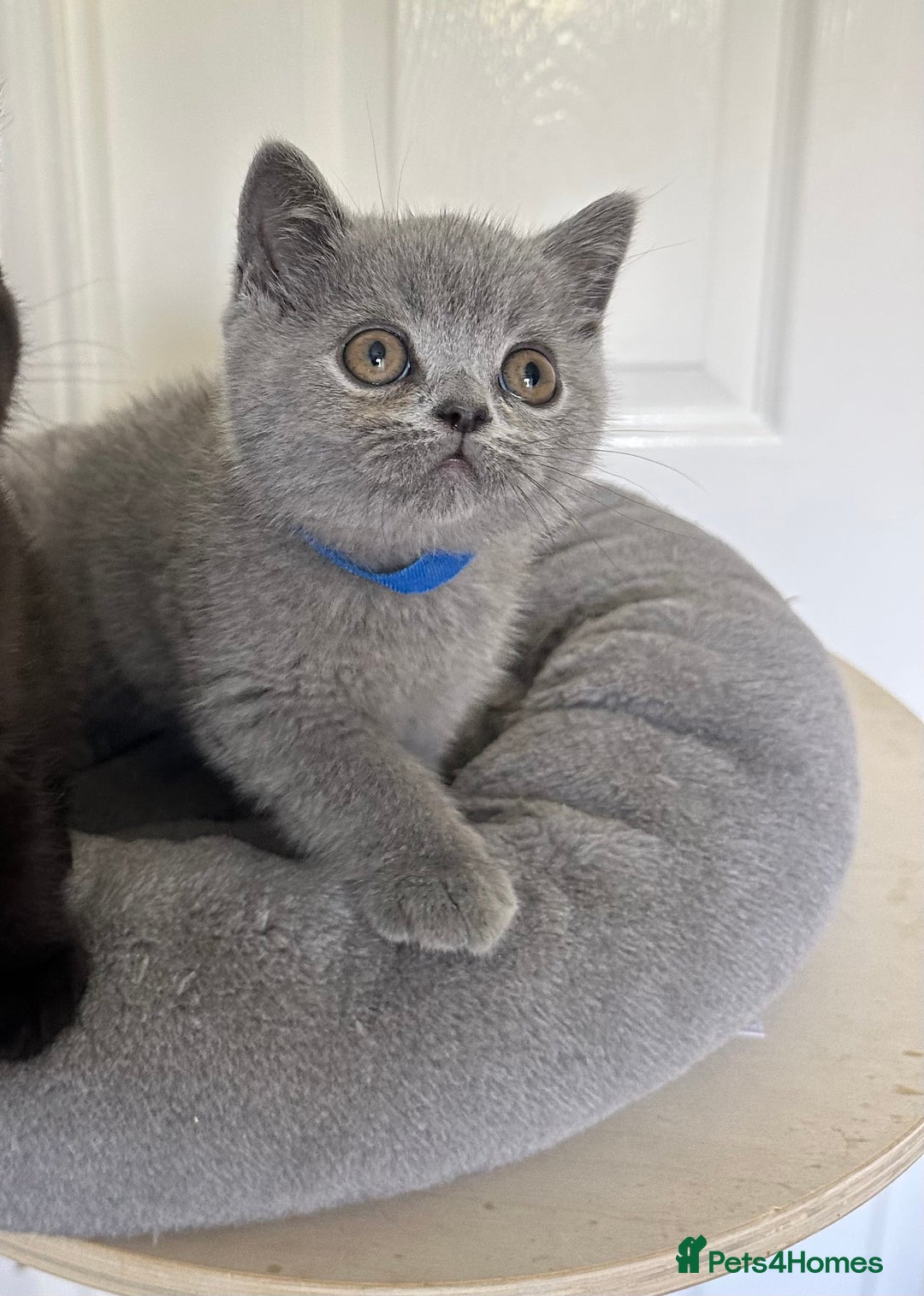 British Shorthair cats for sale: Gccf registered pedigrees kittens - Image 15