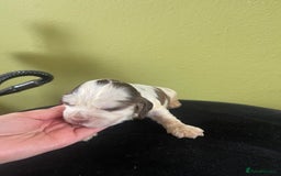 Cocker Spaniel dogs for sale: KC Show Cockers - 1 Girl , 3 Boys remaining! - Image 33