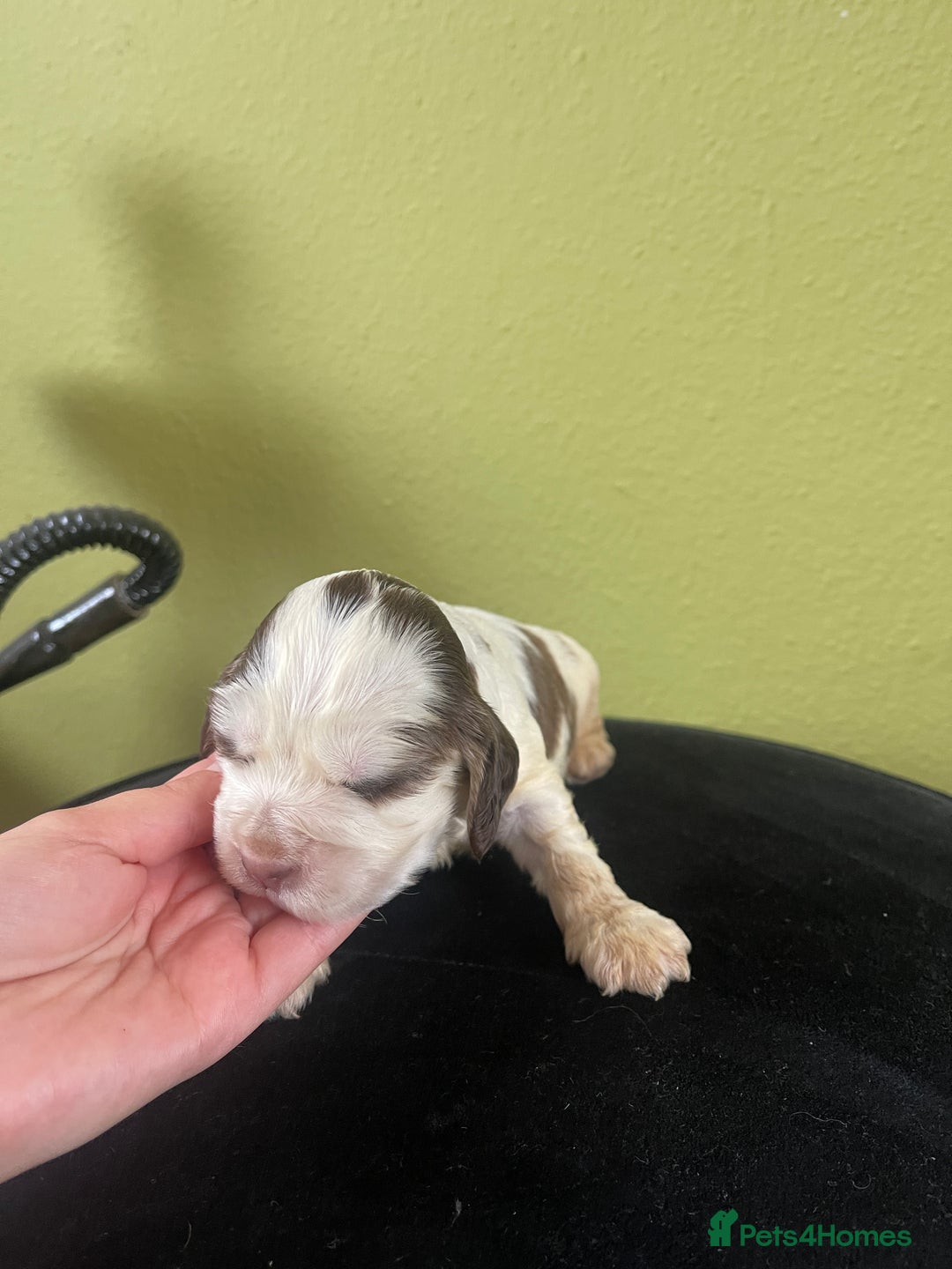 Cocker Spaniel dogs for sale: KC Show Cockers - 1 Girl , 3 Boys remaining! - Image 33