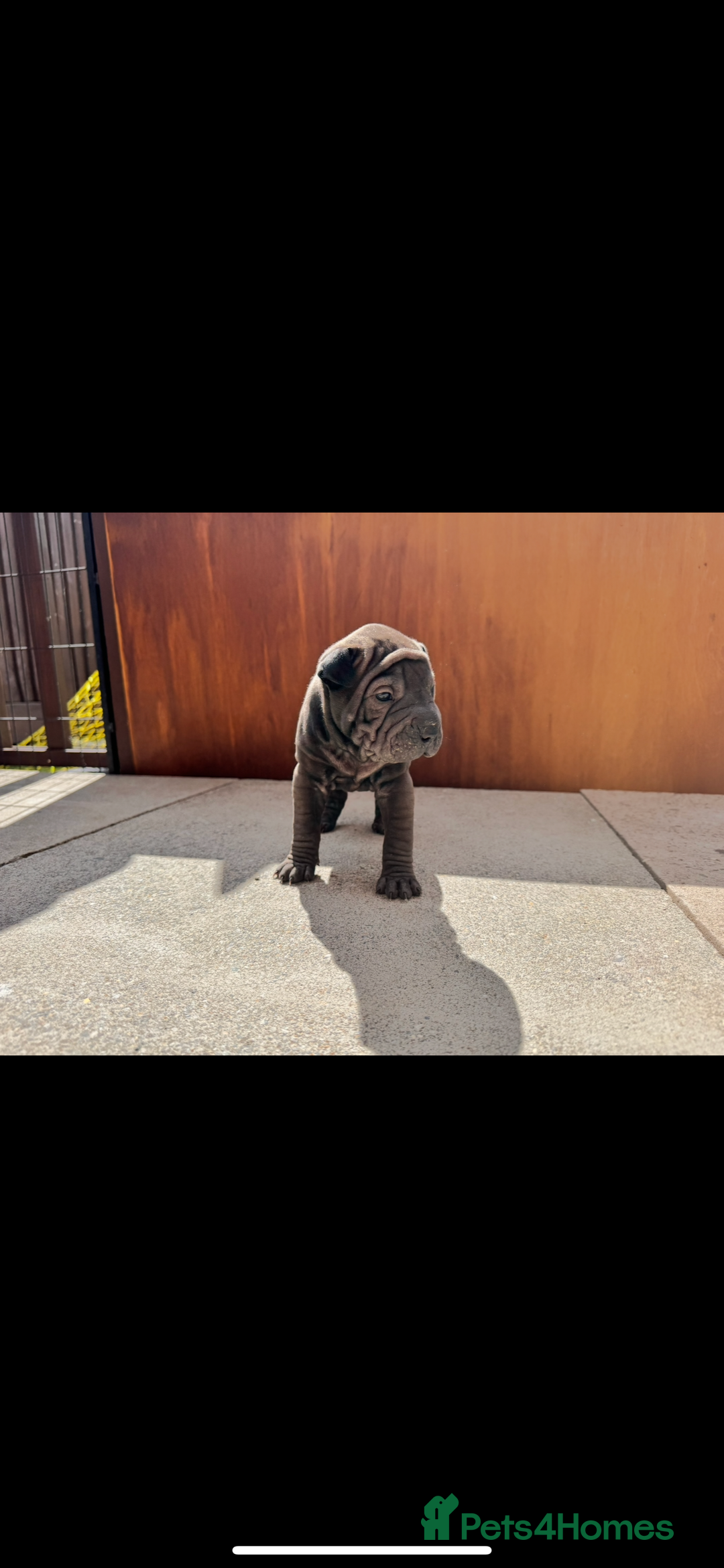 Shar Pei dogs for sale: Shar pei puppie  - Image 1
