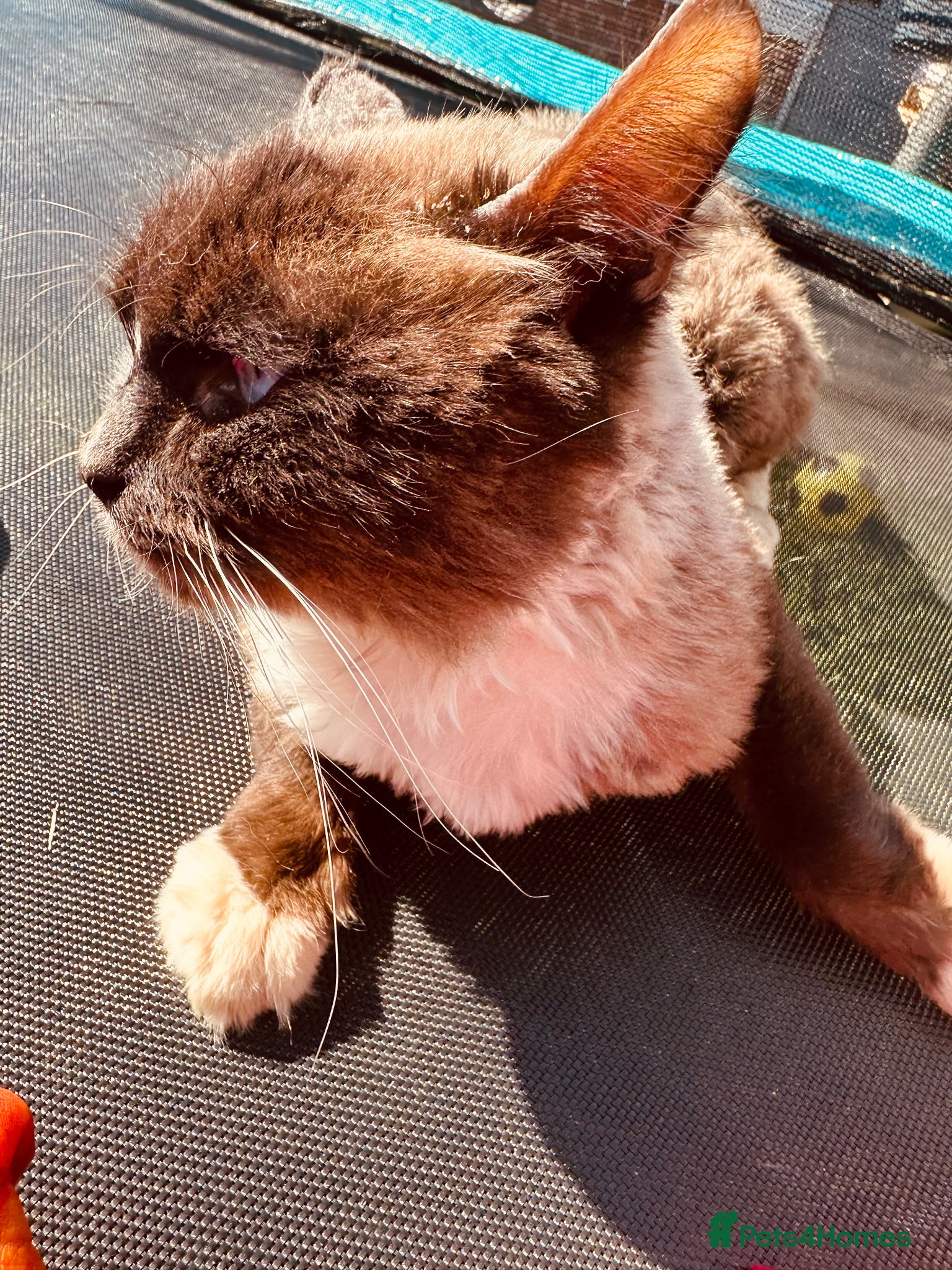 Ragdoll cats Ragdoll  - Advert 11