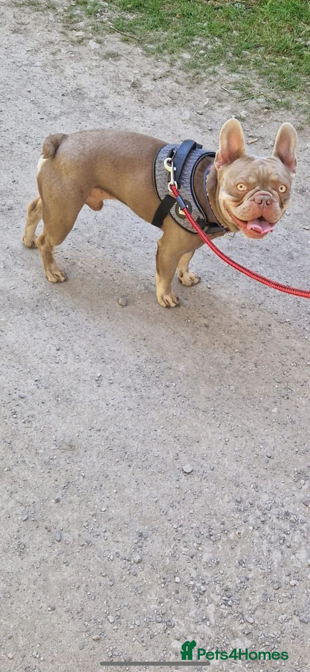 French Bulldog dogs for stud: Isabella and tan health tested french bulldog stud in Lincoln - Advert 16