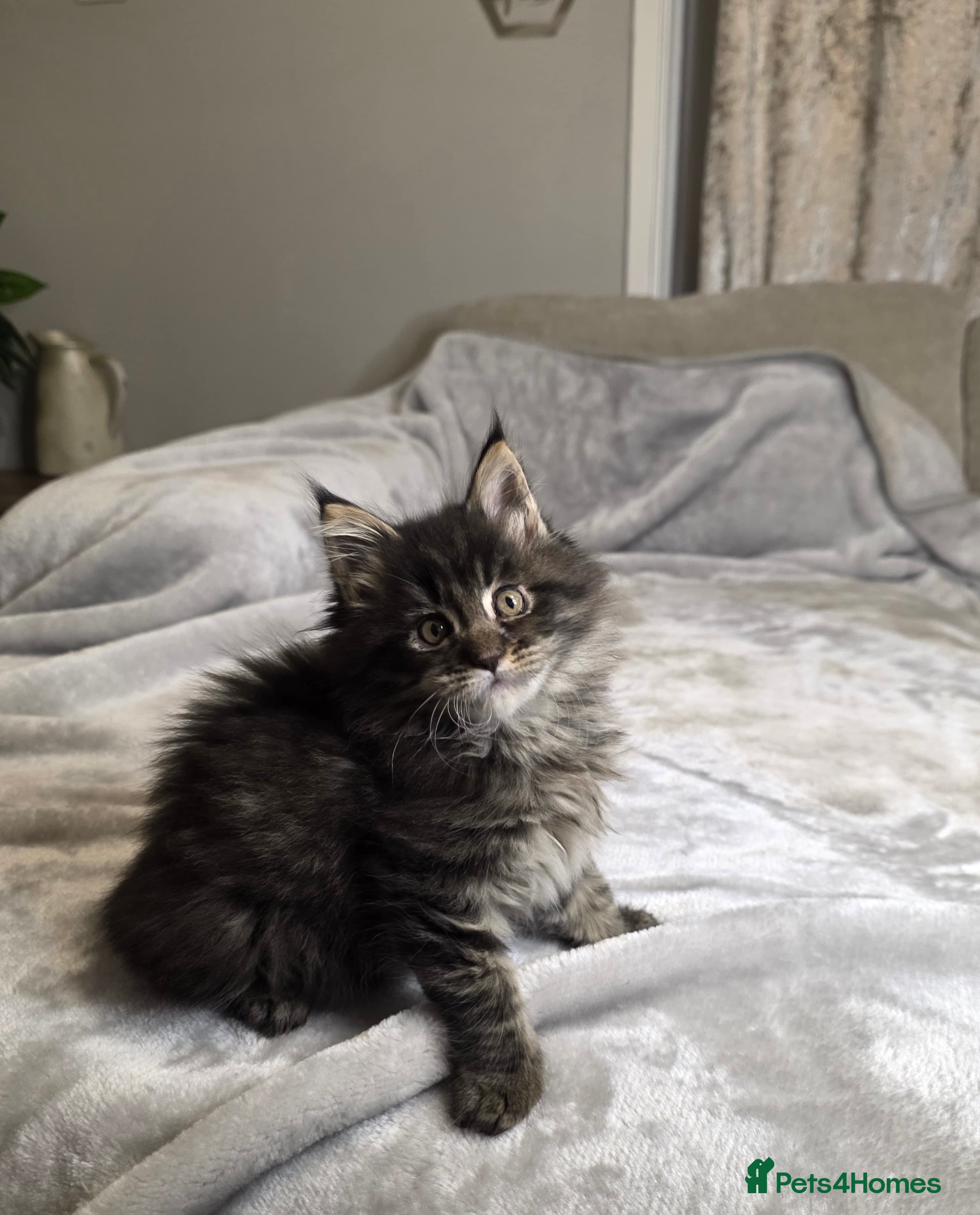 Maine Coon cats Gorgeous Maine Coon boy  - Advert 11