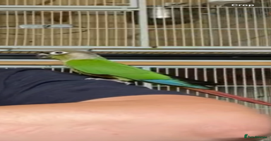 Conures birds - Advert 6