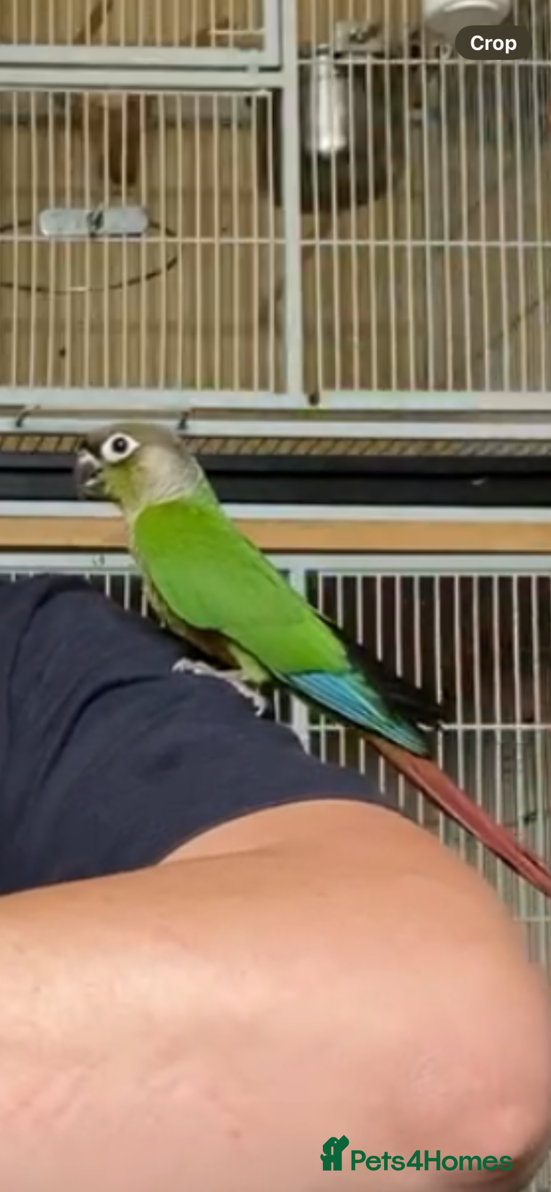 Conures birds for sale: Green cheek conures hand raised and silly tame - Image 3