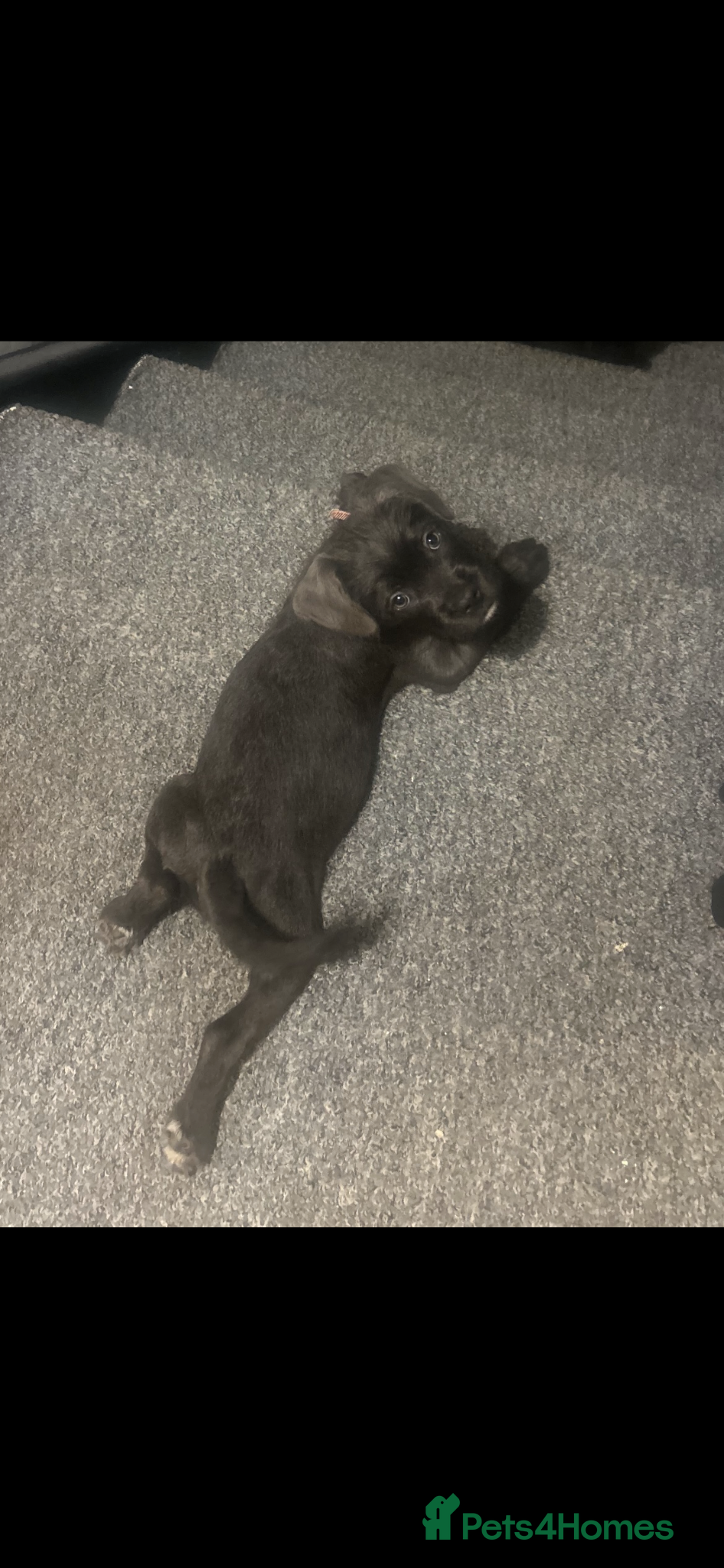 Mixed Breed dogs Beautiful Cane Corso x Mix Puppy  - Advert 1