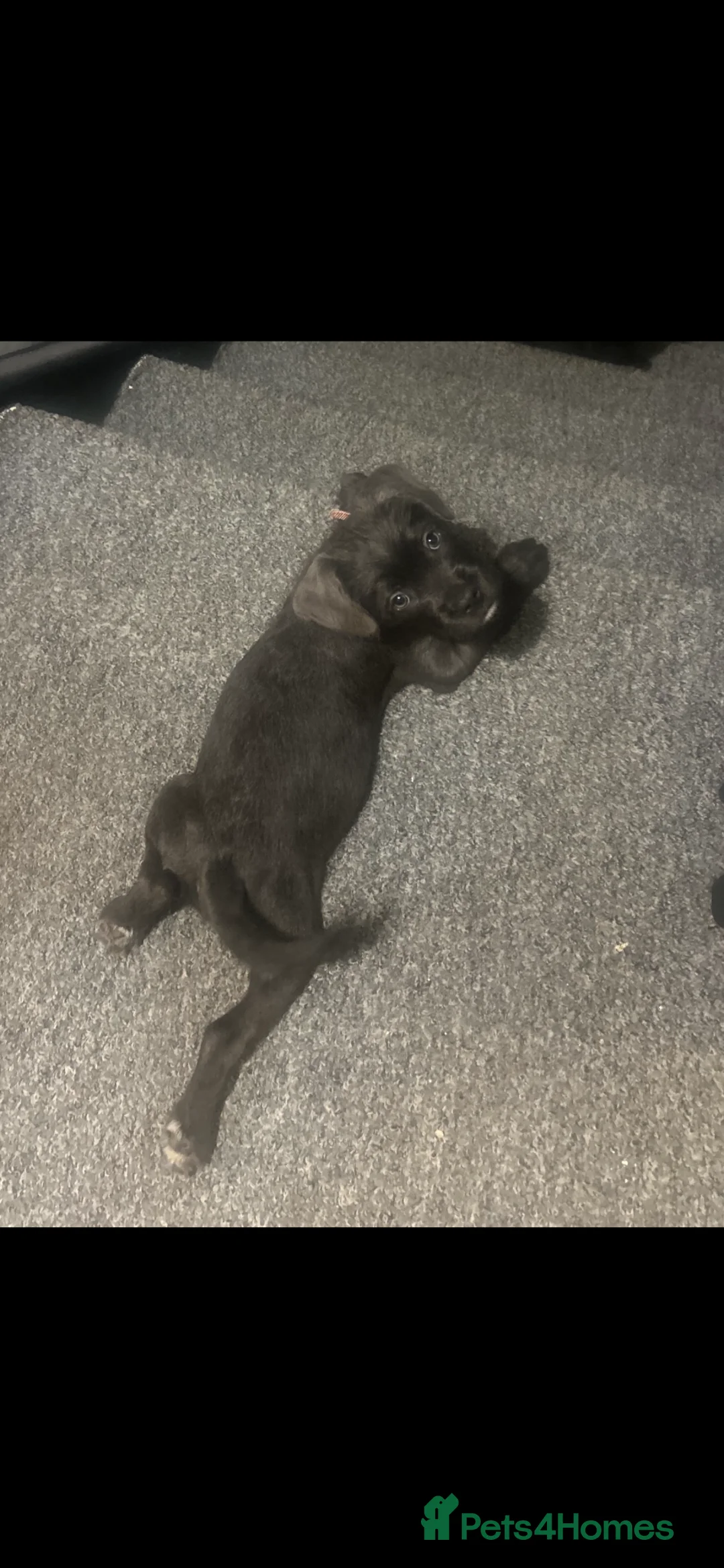 Mixed Breed dogs for sale: Beautiful Cane Corso x Mix Puppy  - Advert 1