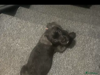 Mixed Breed dogs Beautiful Cane Corso x Mix Puppy - Advert 1