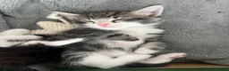Mixed Breed cats for sale: Mainecoon/ragdoll kittens  - Advert 19