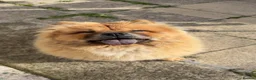 Chow Chow dogs for sale: Chow chow  in Bradford - Advert 1