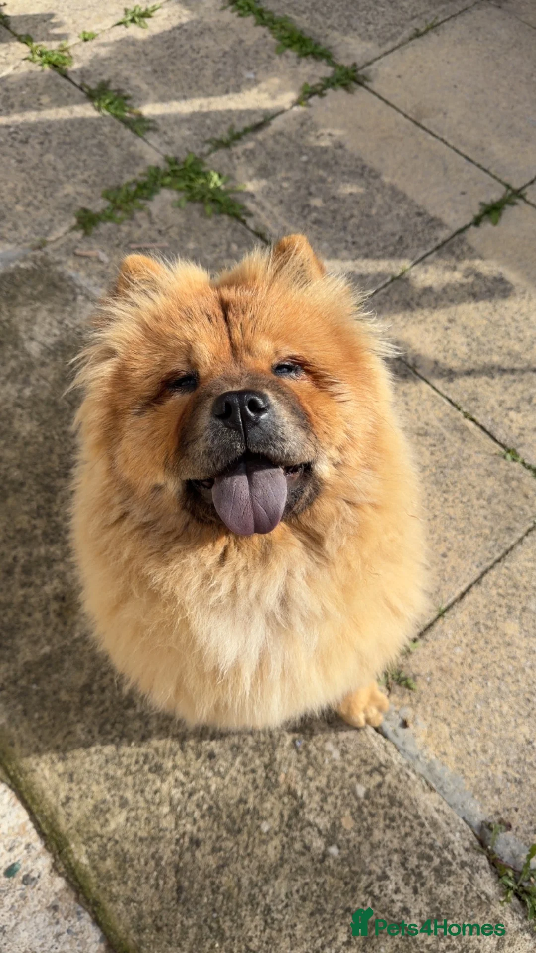 Chow Chow dogs for sale: Chow chow  in Bradford - Advert 1