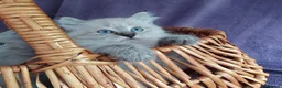 Siberian cats for sale: Siberian Kittens For Sale  - Advert 1
