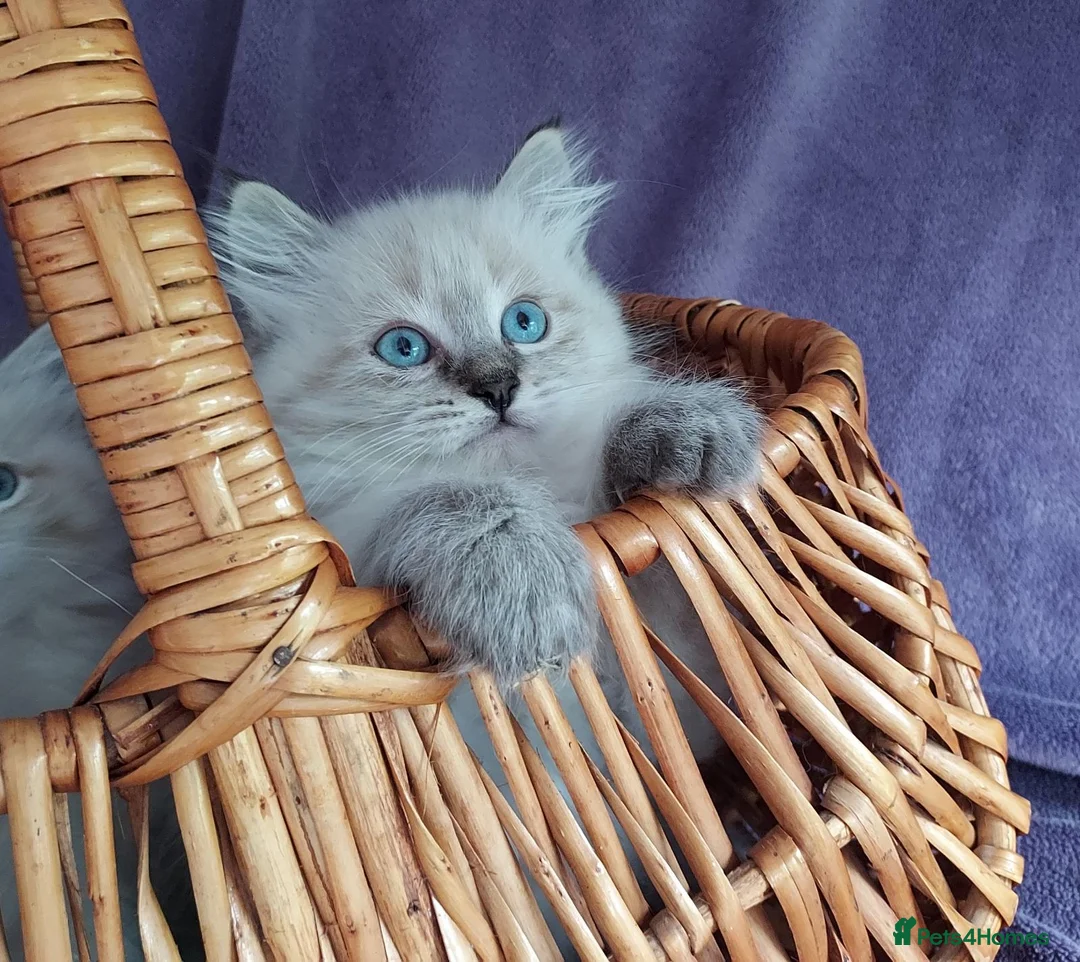 Siberian cats for sale: Siberian Kittens For Sale  - Advert 1
