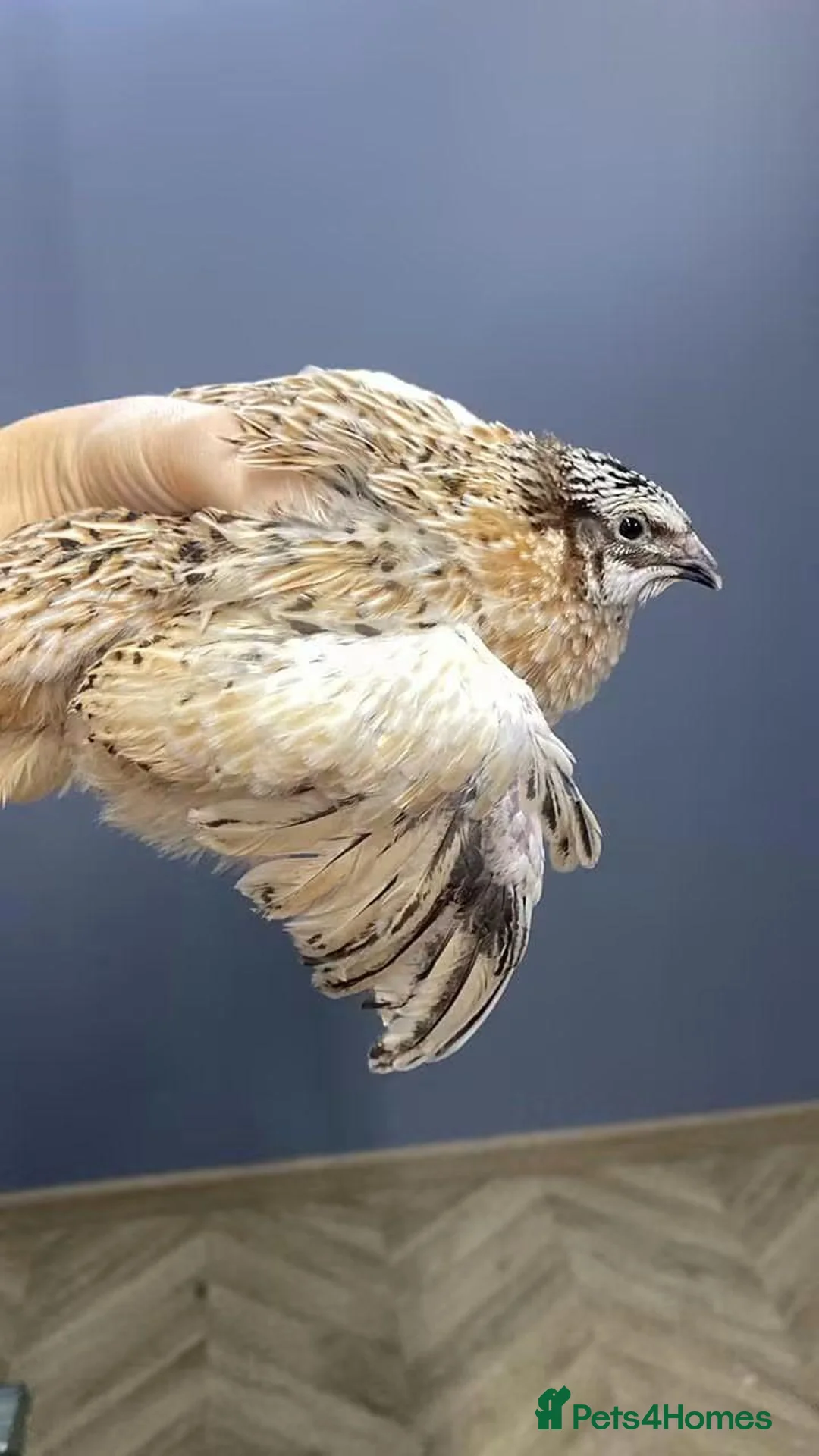 Quail poultry for sale: Quails - Advert 1