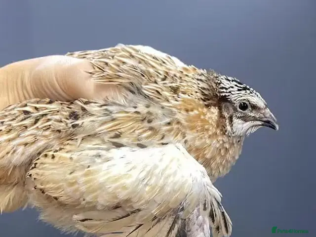 Quail poultry for sale: Quails - Advert 1