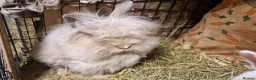 Lionhead rabbits for sale: Purebred double maned super fluffy lionhead girls - Advert 10