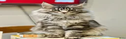 Maine Coon cats for sale: Champion GCCF Maine Coon kittens  - Advert 4