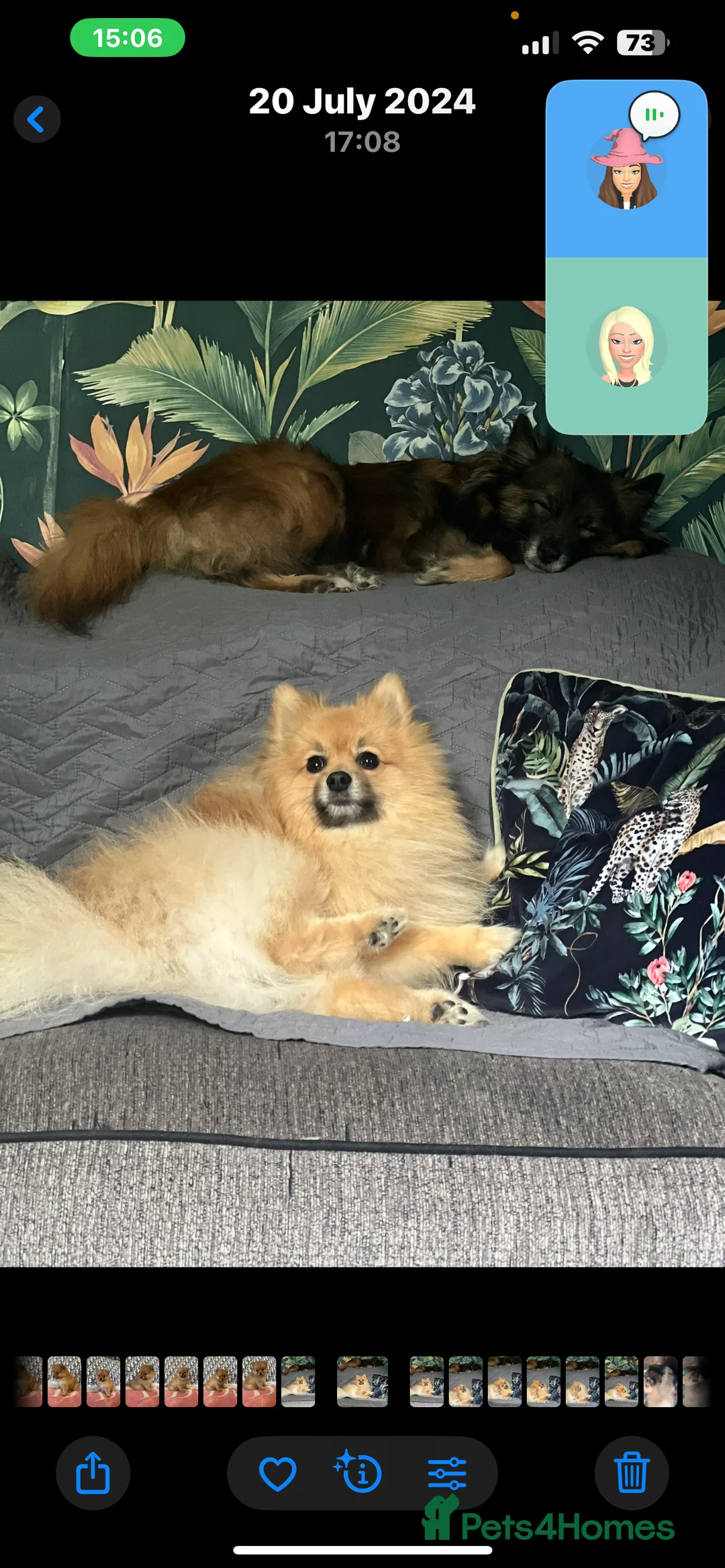 Pomeranian dogs for sale: Pomeranian Puppies - Advert 10