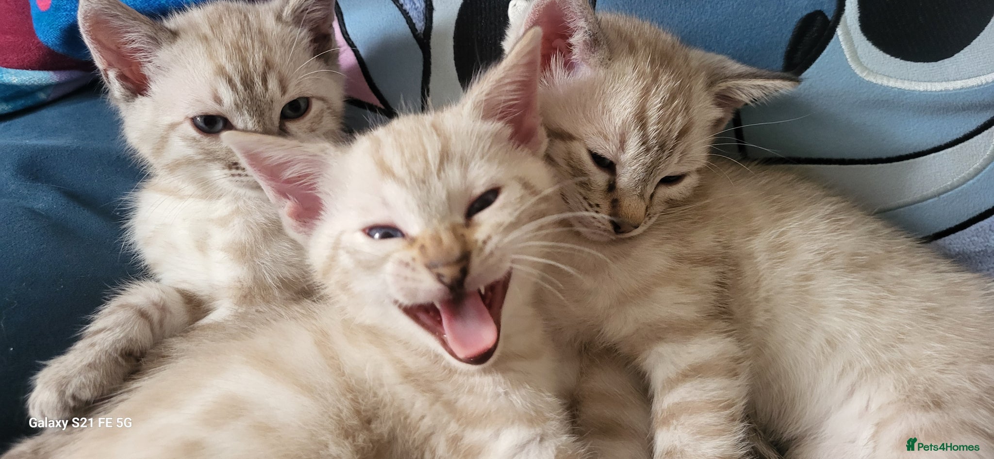 Bengal cats Bengal kittens  - Advert 1