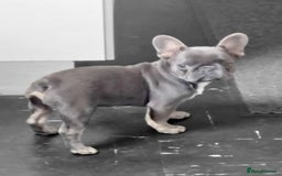French Bulldog dogs for sale: French bulldog puppy male  - Image 2
