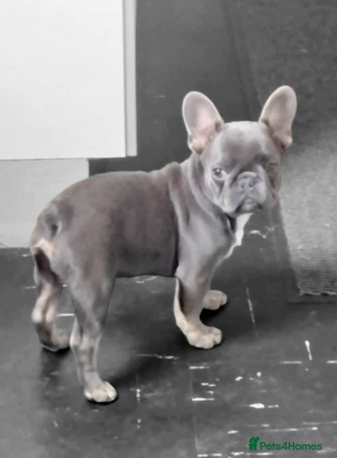 French Bulldog dogs for sale: French bulldog puppy male  - Image 2