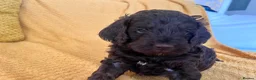 Cockapoo dogs for sale: Beautiful Cockapoo* Toy Poodle Puppies  - Advert 22