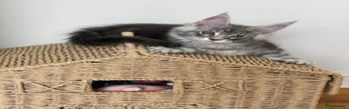 Maine Coon 2