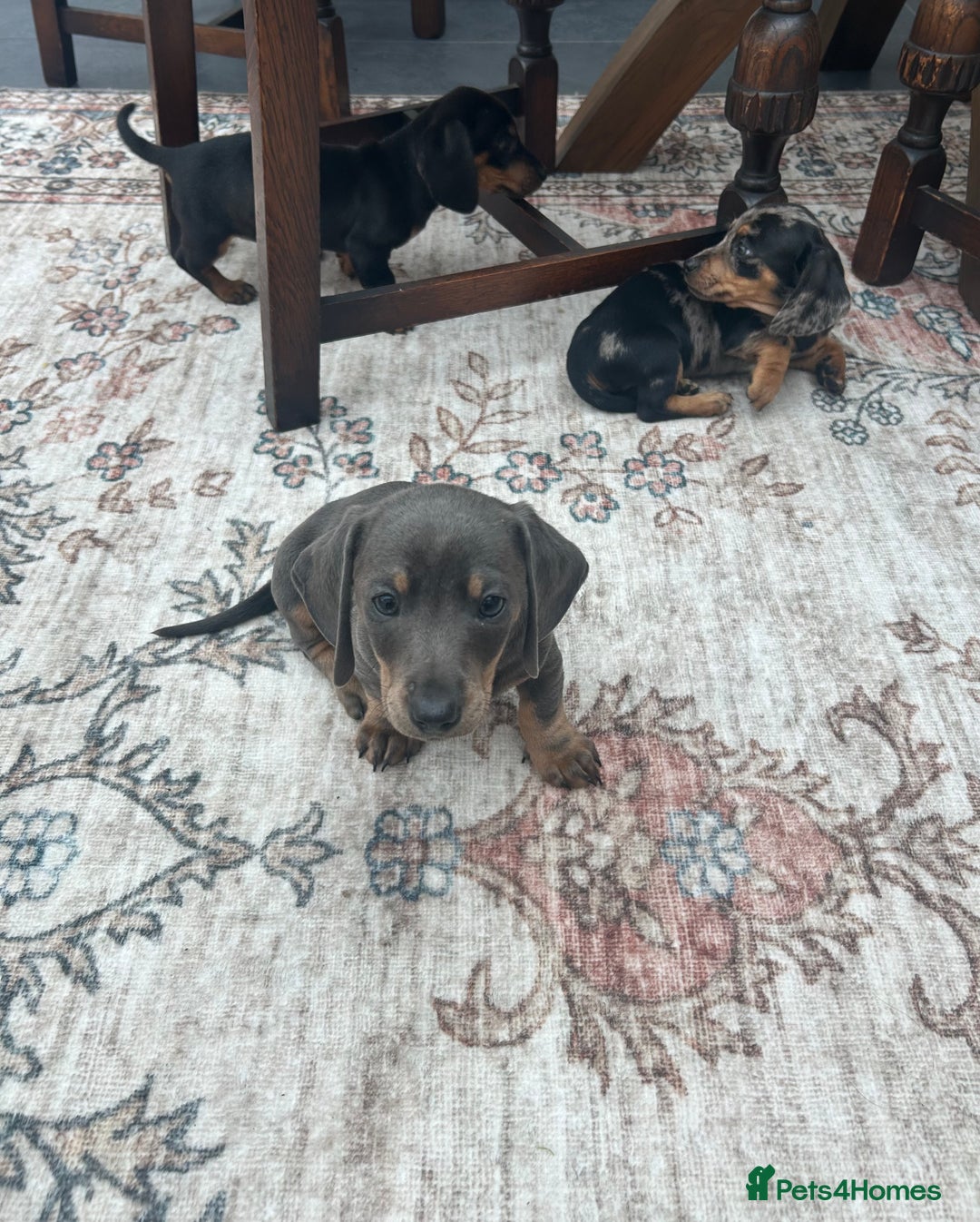 Miniature Dachshund dogs for sale: Miniature dachshund puppy’s  - Advert 1