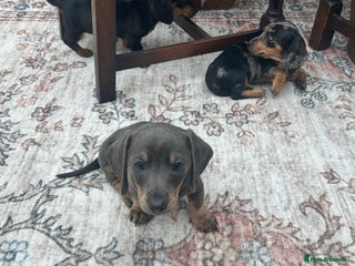 Miniature Dachshund dogs Miniature dachshund puppy’s - Advert 5