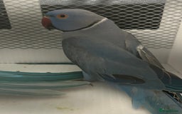 Ringnecks birds for sale: Stunning Baby Indian Ringnecks  - Image 2