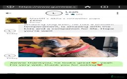 Mixed Breed dogs for sale: Rottweiler x Akita  mastiff pups - Advert 6