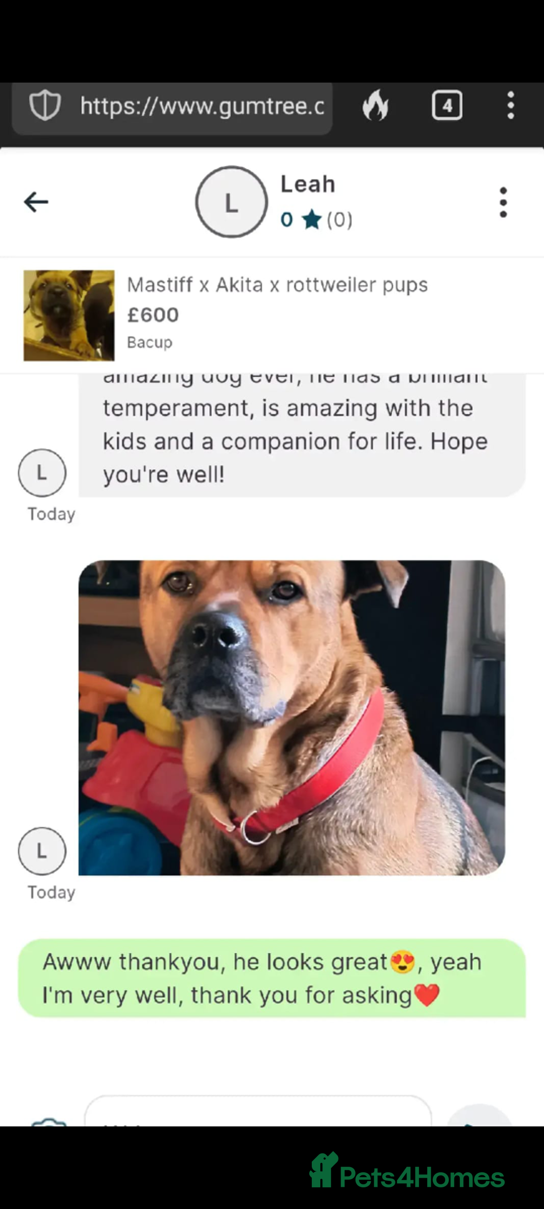 Mixed Breed dogs for sale: Rottweiler x Akita  mastiff pups - Advert 6